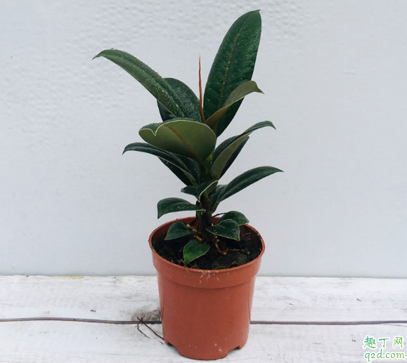 橡皮树除甲醛效果好吗 刚移植的橡皮树怎样养殖成活率高