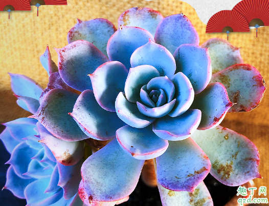 蓝石莲多久浇一次水好 蓝石莲换盆后怎样浇水合适