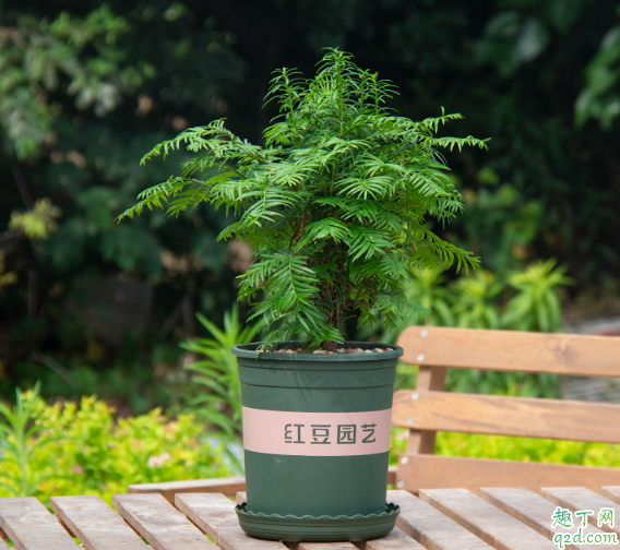 红豆杉用深盆好还是浅盆好 红豆杉什么时候扦插最合适