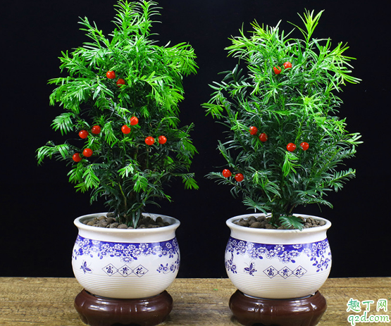 红豆杉用深盆好还是浅盆好 红豆杉什么时候扦插最合适