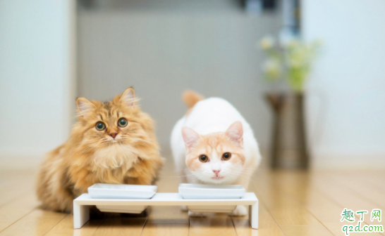 猫嘴上长一个泡怎么办 猫咪下嘴唇起泡了是上火了吗