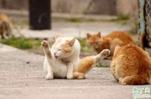 猫嘴巴臭是正常的吗 猫咪口气臭怎么去除