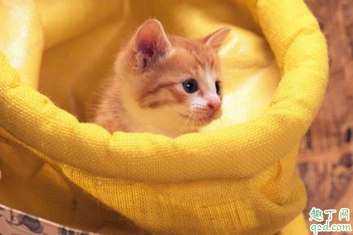 猫嘴巴臭是正常的吗 猫咪口气臭怎么去除