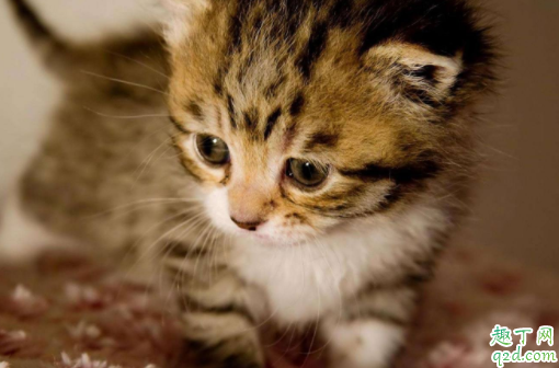 猫嘴巴臭是正常的吗 猫咪口气臭怎么去除