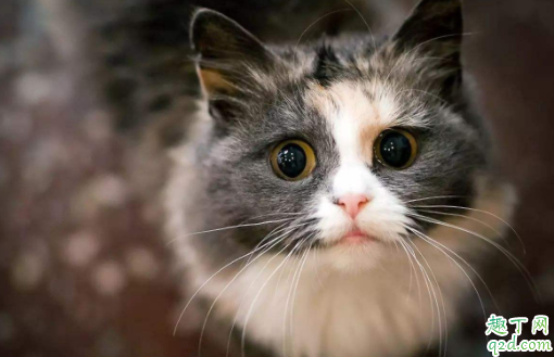 猫嘴巴臭是正常的吗 猫咪口气臭怎么去除