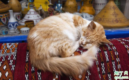 猫咪追着自己的尾巴是什么意思 猫咪会把尾巴咬出血到底怎么办