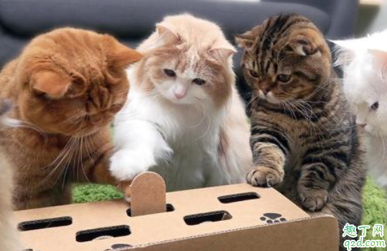 猫咪追着自己的尾巴是什么意思 猫咪会把尾巴咬出血到底怎么办