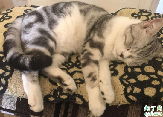 猫咪追着自己的尾巴是什么意思 猫咪会把尾巴咬出血到底怎么办