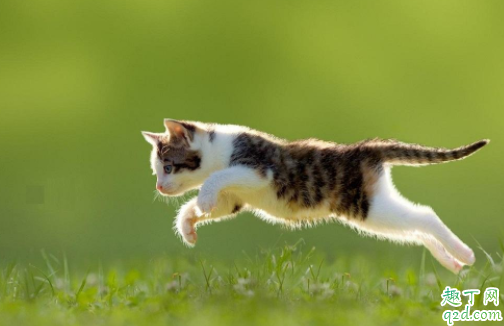 猫咪尾巴骨折会自己好吗 猫尾巴骨折了不管他会有危险么