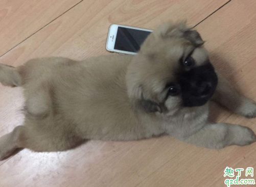 狗尾巴骨折能自己好吗 狗狗腿骨折了不管可以吗