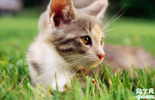猫咪鼻子凉凉的代表健康吗 猫咪鼻子干是生病了吗
