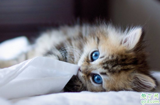 猫咪鼻子凉凉的代表健康吗 猫咪鼻子干是生病了吗