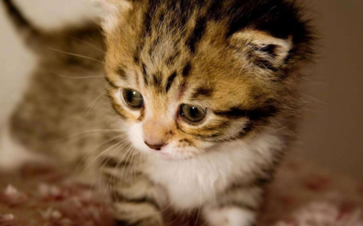 猫咪鼻子凉凉的代表健康吗 猫咪鼻子干是生病了吗
