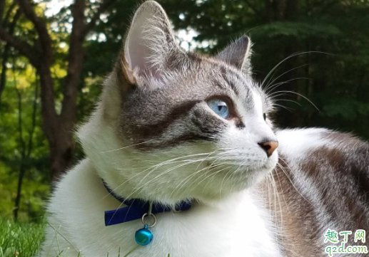 猫咪鼻子凉凉的代表健康吗 猫咪鼻子干是生病了吗