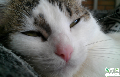 猫咪不绝育也不配种有什么危害吗 猫咪配种需要多久