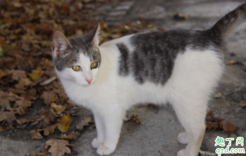 猫咪不绝育也不配种有什么危害吗 猫咪配种需要多久