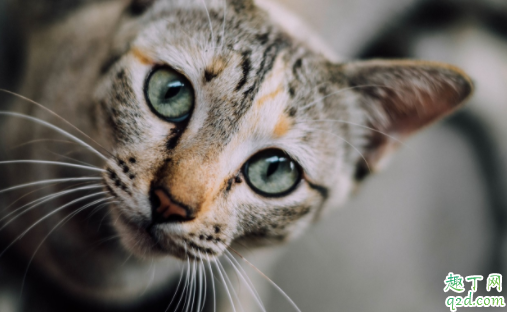 母猫第一次发情可以生吗 公猫母猫多大适合配种