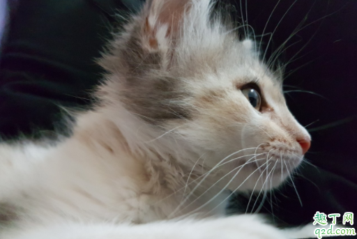 母猫第一次发情可以生吗 公猫母猫多大适合配种