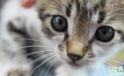 母猫第一次发情可以生吗 公猫母猫多大适合配种
