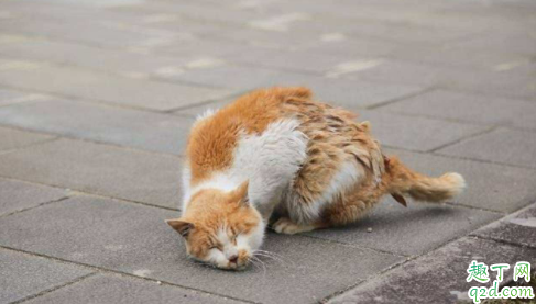 猫咪冬天会长跳蚤吗 跳蚤咬猫咪会有红疙瘩吗