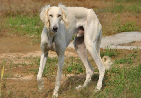 细犬会不会咬人 细犬吃什么毛发亮