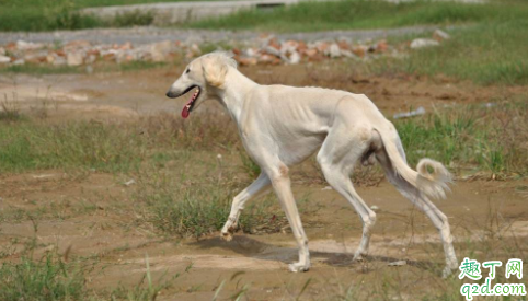 细犬会不会咬人 细犬吃什么毛发亮