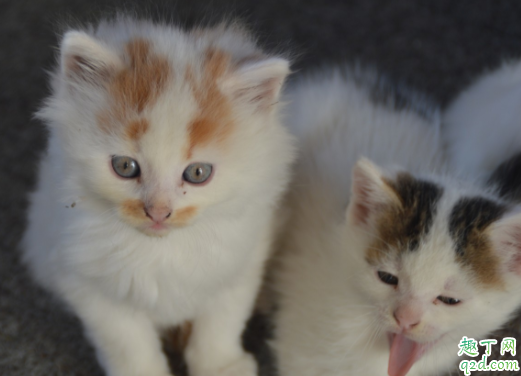 猫咪换牙是几个月 猫咪换牙牙齿掉肚子里会吐出来吗