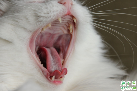 猫咪换牙是几个月 猫咪换牙牙齿掉肚子里会吐出来吗
