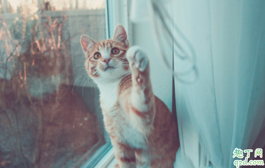 猫咪换牙是几个月 猫咪换牙牙齿掉肚子里会吐出来吗