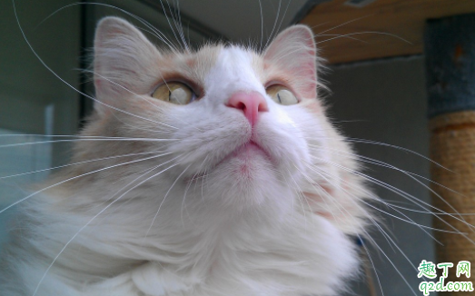 猫咪换牙是几个月 猫咪换牙牙齿掉肚子里会吐出来吗