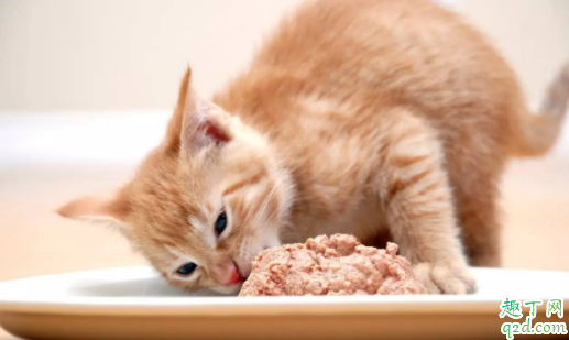 猫换牙喂什么吃比较好 猫换牙不吃东西会持续几天