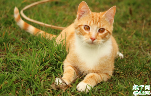 猫换牙喂什么吃比较好 猫换牙不吃东西会持续几天
