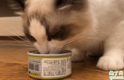 猫换牙喂什么吃比较好 猫换牙不吃东西会持续几天