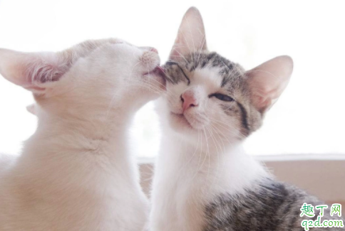 猫咪爱舔人是什么意思 猫咪舔人头发是什么意思啊