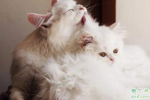 猫咪爱舔人是什么意思 猫咪舔人头发是什么意思啊