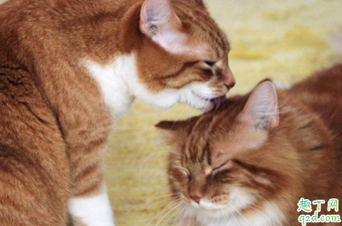 猫咪爱舔人是什么意思 猫咪舔人头发是什么意思啊