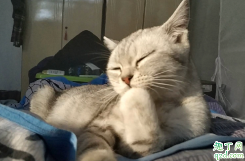猫咪爱舔人是什么意思 猫咪舔人头发是什么意思啊