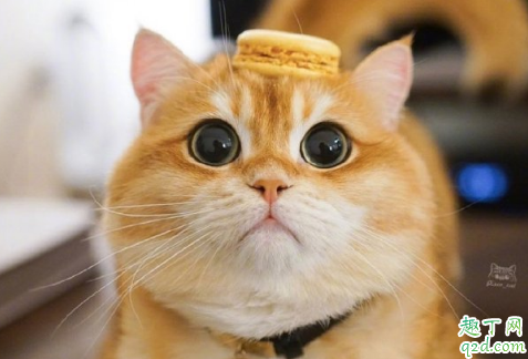 抑郁症养宠物有改善吗 抑郁症适合养什么宠物