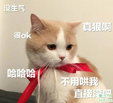 抑郁症养宠物有改善吗 抑郁症适合养什么宠物