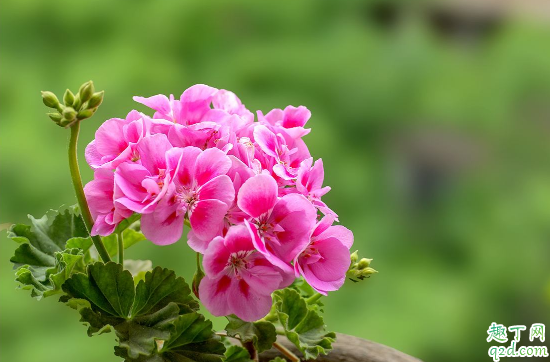 天竺葵为什么黄叶子 天竺葵叶子发黄咋补救