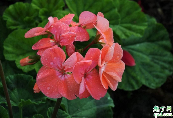 天竺葵为什么黄叶子 天竺葵叶子发黄咋补救