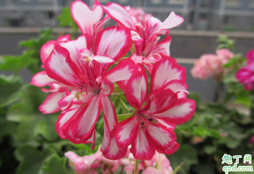 天竺葵秋冬开花吗 天竺葵光长叶不开花是咋回事