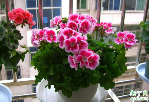 天竺葵秋冬开花吗 天竺葵光长叶不开花是咋回事