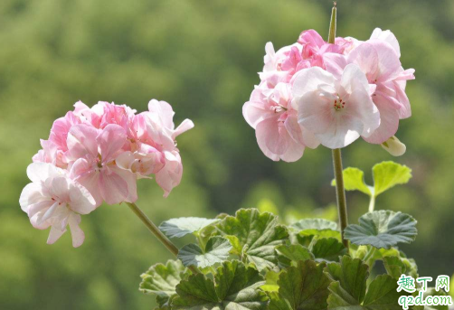 天竺葵秋冬开花吗 天竺葵光长叶不开花是咋回事