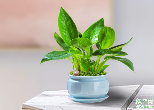金钻的老叶子为啥直不起来 金钻怎么种植才长得旺盛