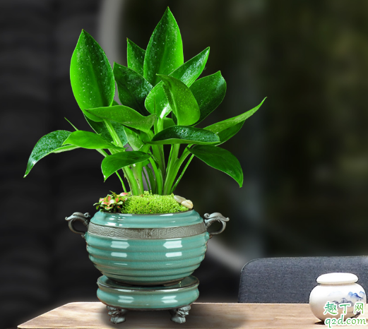 金钻的老叶子为啥直不起来 金钻怎么种植才长得旺盛