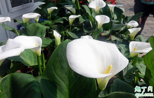 白掌好养活吗 白掌如何养才长得茂盛