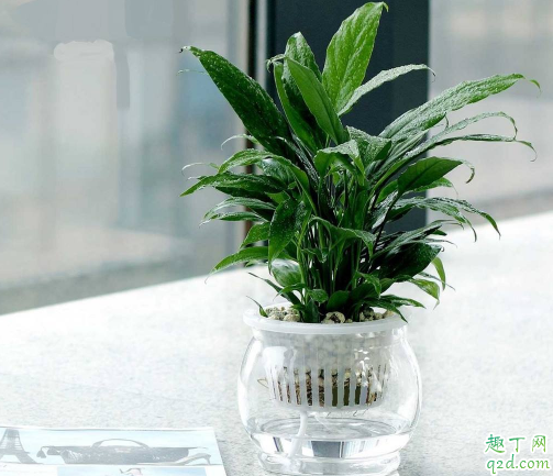 白掌好养活吗 白掌如何养才长得茂盛