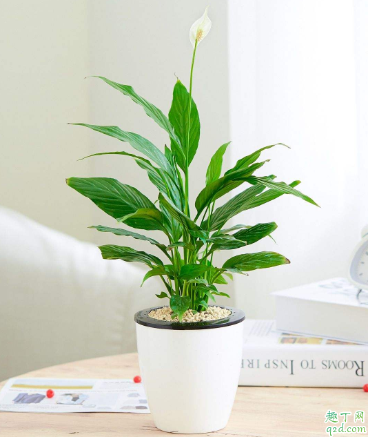 盆栽白掌为啥不开花 白掌不开花怎么办