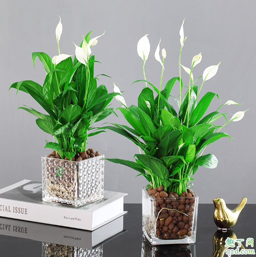 白掌花用水能养吗 水培白掌怎么长得快